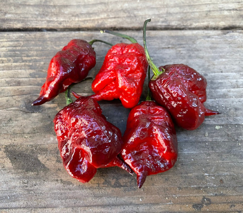 Gator Jigsaw Purple Pepper Seeds