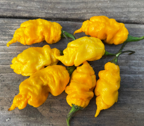 T-Rex Yellow Pepper Seeds