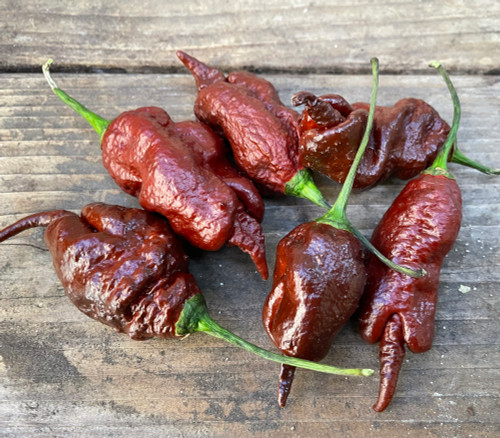 Primotalii Chocolate Pepper Seeds