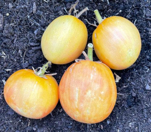 Neon Peach Tomato Seeds