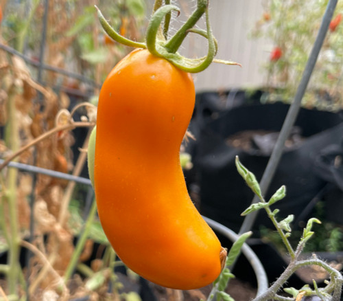 Eros Tomato Seeds