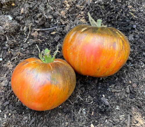 Blood Moon Tomato Seeds