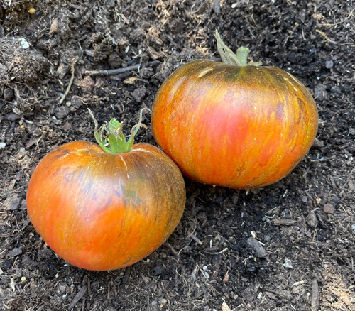 Multi-color, Bi-color and Striped Tomato Seeds