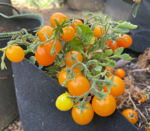 Micro Tom Gold Tomato Seeds