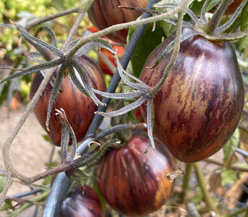 Rebel Starfighter Prime Tomato Seeds