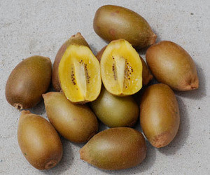 Actinidia chinensis - Golden Kiwi Seeds