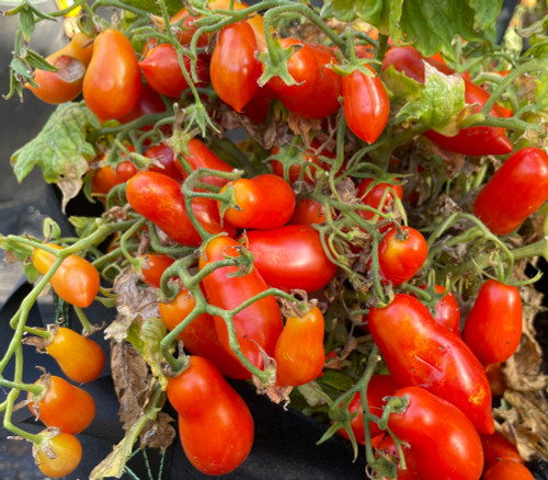 Mini Marzano Tomato Seeds
