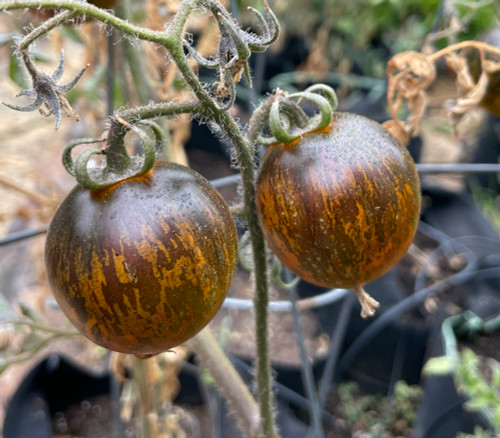 Maelstrom Tomato Seeds