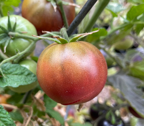 Dwarf Velvet Night Tomato Seeds