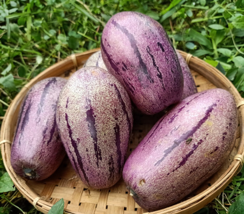 Solanum muricatum - Putumayo Pepino Seeds