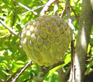Annona squamosa - Sugar Apple Seeds