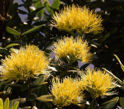 Metrosideros laurifolia - Laurel Ohia Seeds