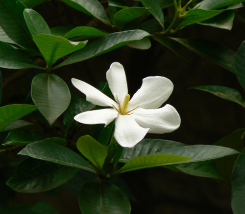 Gardenia gummifera - Gummy Gardenia Seeds