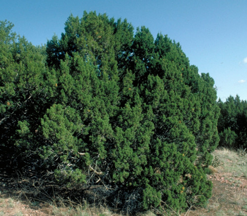 Juniperus monosperma - New Mexico Juniper Seeds