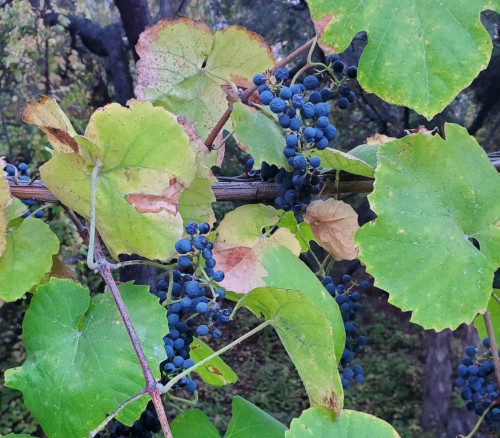 Vitis girdiana - Desert Wild Grape Seeds