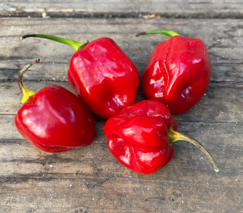Savina Red Pepper Seeds