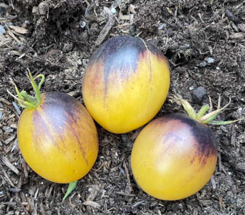 Rebel Starfighter Kayleigh Anne Tomato Seeds