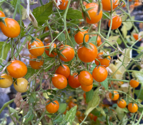 Microberry Tomato Seeds