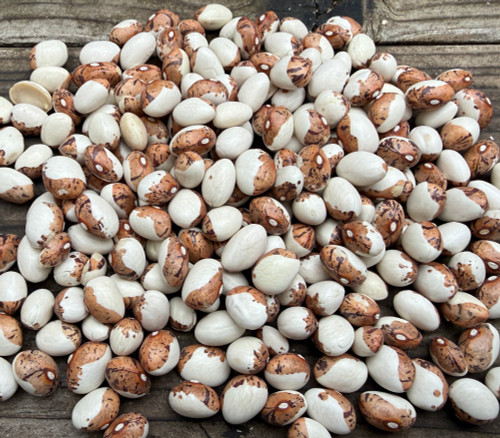 Papa de Rola Bean Seeds