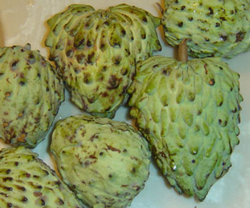 Annona cherimola x squamosa - Atemoya Seeds Annona cherimola x squamosa - Atemoya Seeds