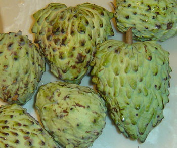 Annona cherimola x squamosa - Atemoya Seeds