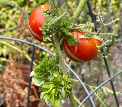 Stick Tomato Seeds