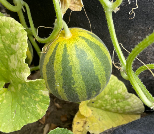 Japanese Tiger Melon Seeds