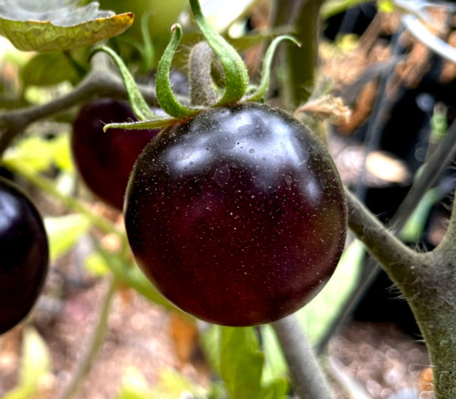 Eight Ball Tomato Seeds