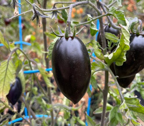 Blue Marzano Tomato Seeds