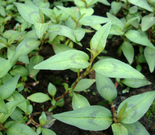 Persicaria odorata - Vietnamese Coriander Seeds