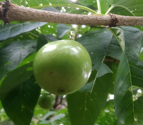 Vangueria madagascariensis - Spanish Tamarind Seeds