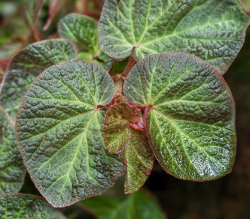 Begonia murina - Begonia Seeds