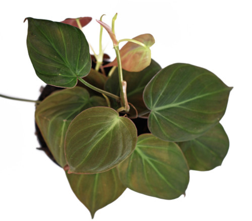 Philodendron hederaceum var hederaceum - Velvet Philodendron Seeds