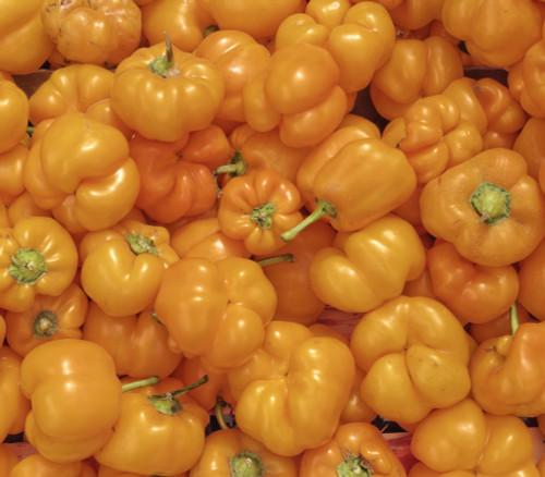 Tangerine Pimento Pepper Seeds