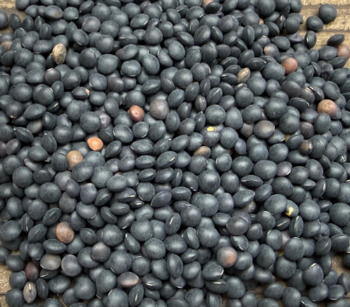 Black Caviar Lentil Seeds
