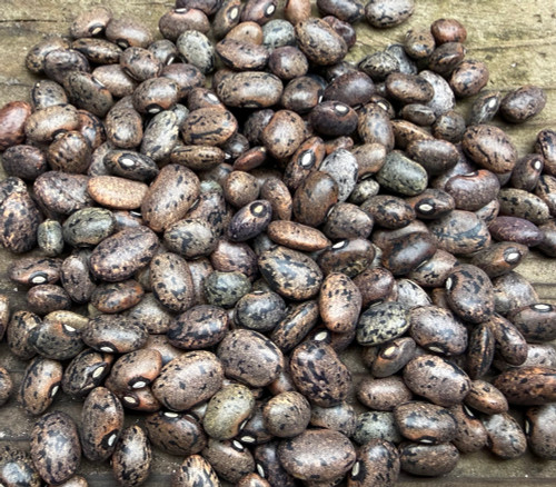 Moro Bean Seeds