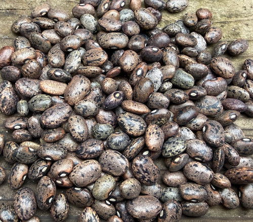 Moro Bean Seeds