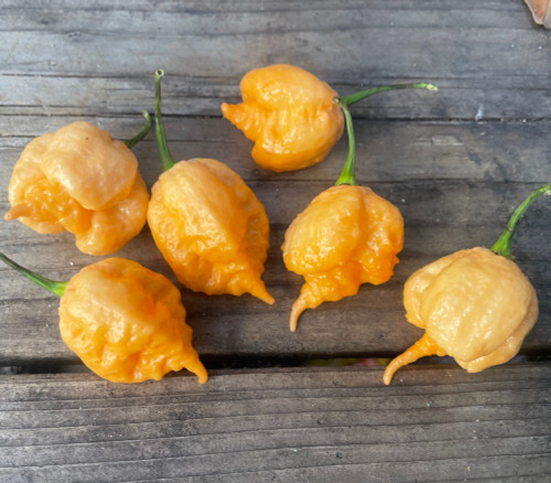 Peach Miasma Pepper Seeds
