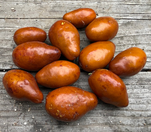 Ziziphus jujube - Honey Jujube Seeds