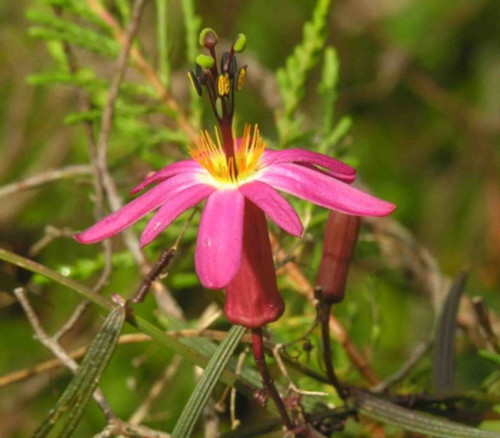 Passiflora hyacinthiflora - Passiflora hyacinthiflora Seeds