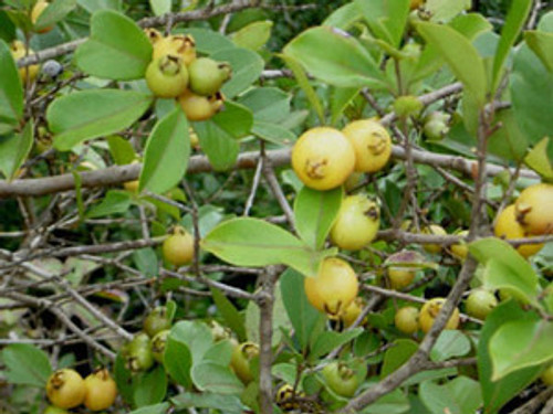 Psidium cattleianum var lucidum - Yellow Strawberry Guava Seeds Psidium cattleianum var lucidum - Yellow Strawberry Guava Seeds