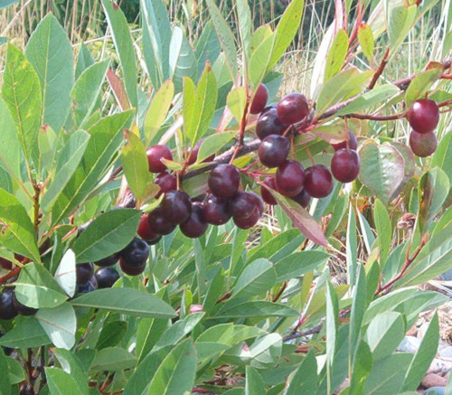 Prunus besseyi - Western Sand Cherry Seeds