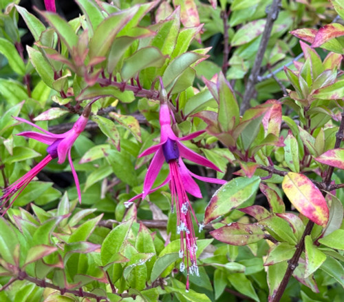Fuchsia glazioviana - Glaziou's Fuchsia Seeds
