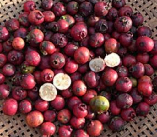 Psidium longipetiolatum - Araca Serrano Seeds