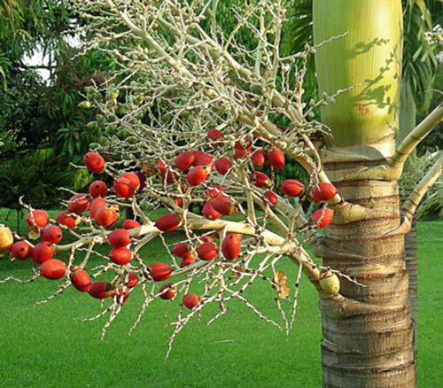 Adonidia merrillii - Christmas Palm Seeds