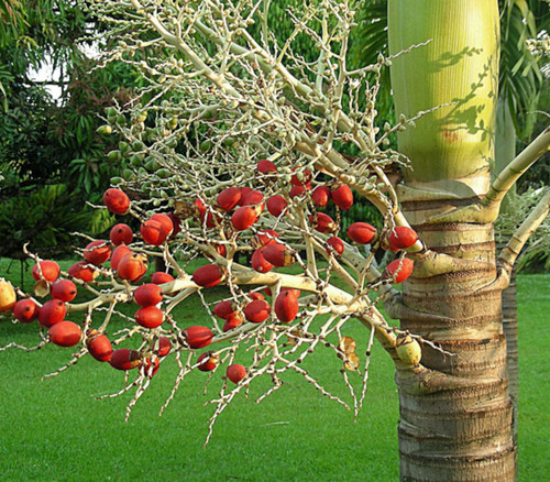 Adonidia merrillii - Christmas Palm Seeds