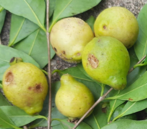 Psidium sp. hians - Yellow Guava Seeds