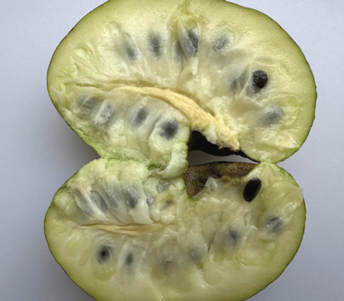 【熱帯果樹】Annona edulis Annona edulis - Annona edulis - Seeds