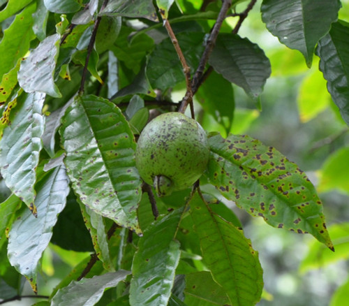 Psidium acutangulum - Para Guava Seeds