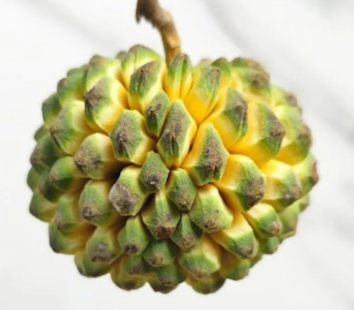 Duguetia gardneriana - Duguetia gardneriana Seeds